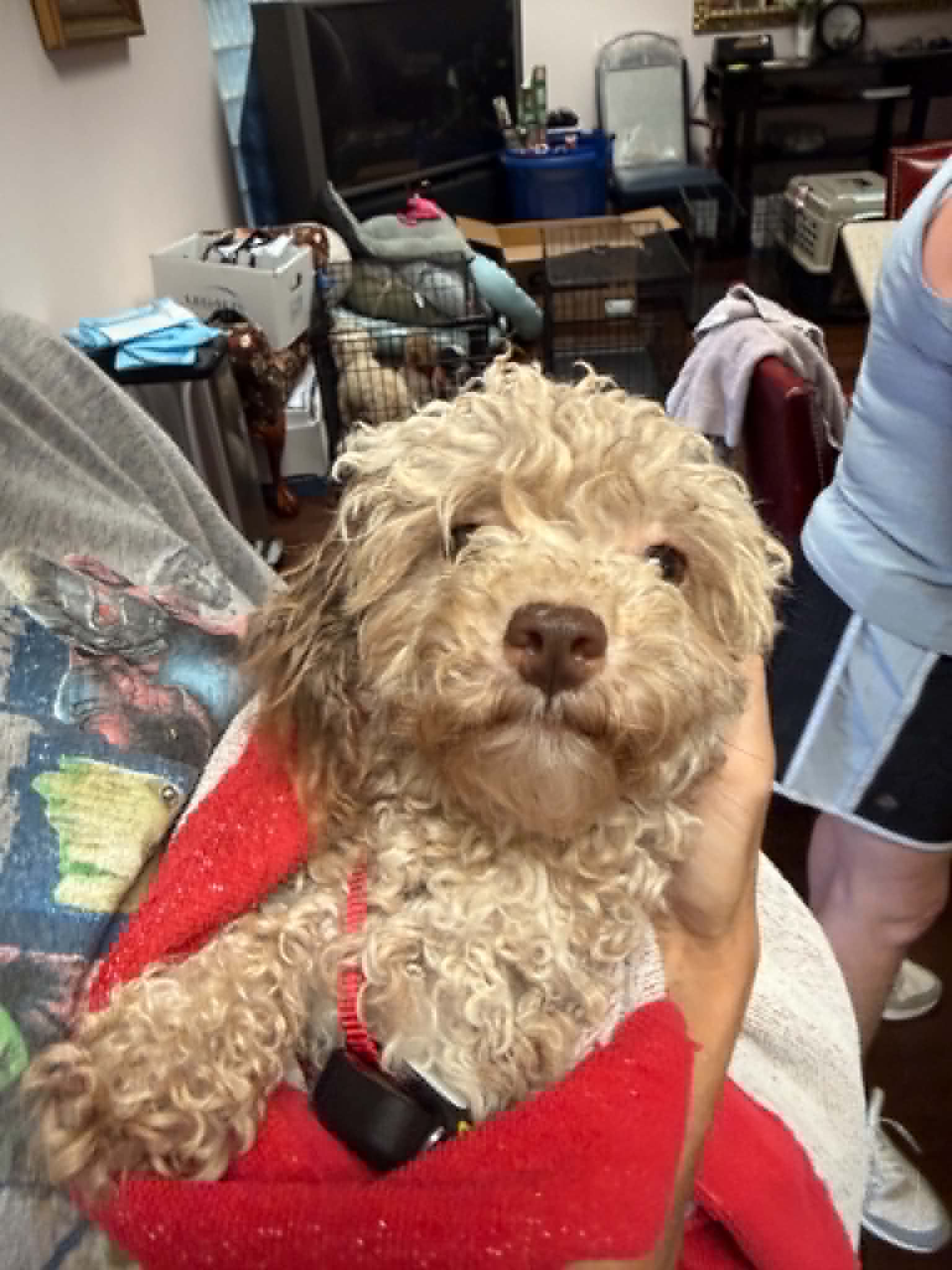 Dutchess - Poodle (Miniature)