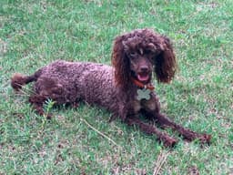 Lola image 1