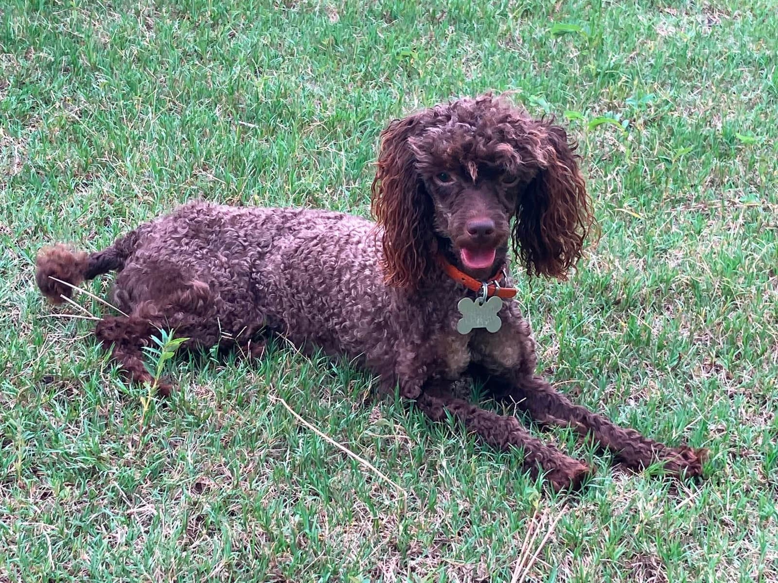 Lola - Poodle (Miniature)