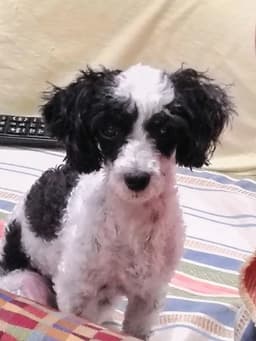 Cookie image 1