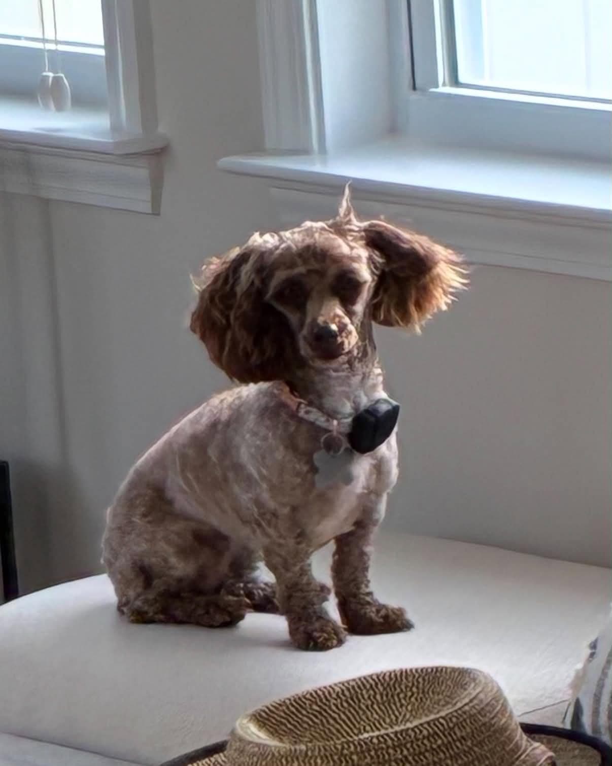 Amber - Poodle (Miniature)