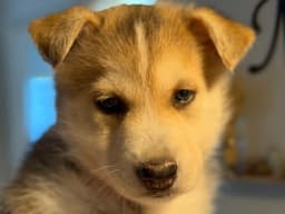 Loki Venus Litter image 1