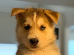 Lobo Venus Litter image 1