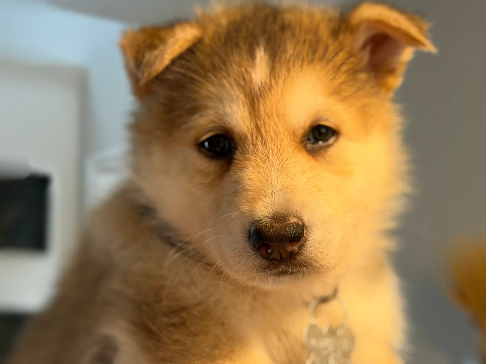 Koda Venus Litter - Husky