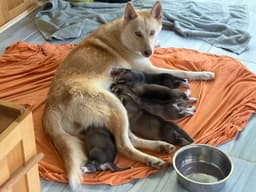 Kai Venus Litter image 3