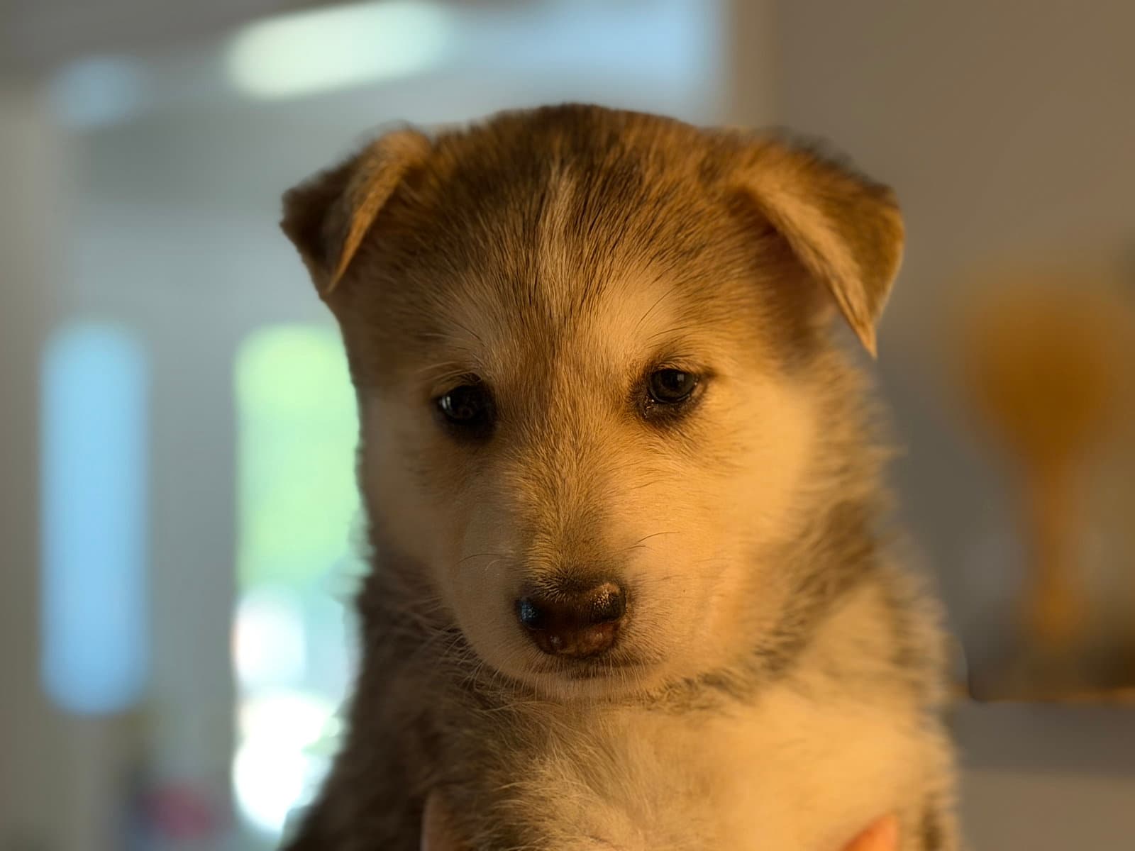 Kai Venus Litter - Husky
