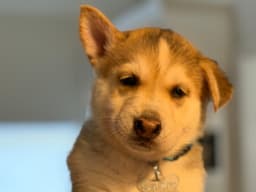 Togo Venus Litter image 1