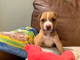 Bruno image 1