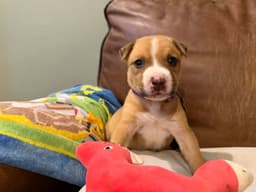Bruno image 2