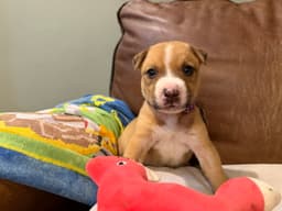 Bruno image 3