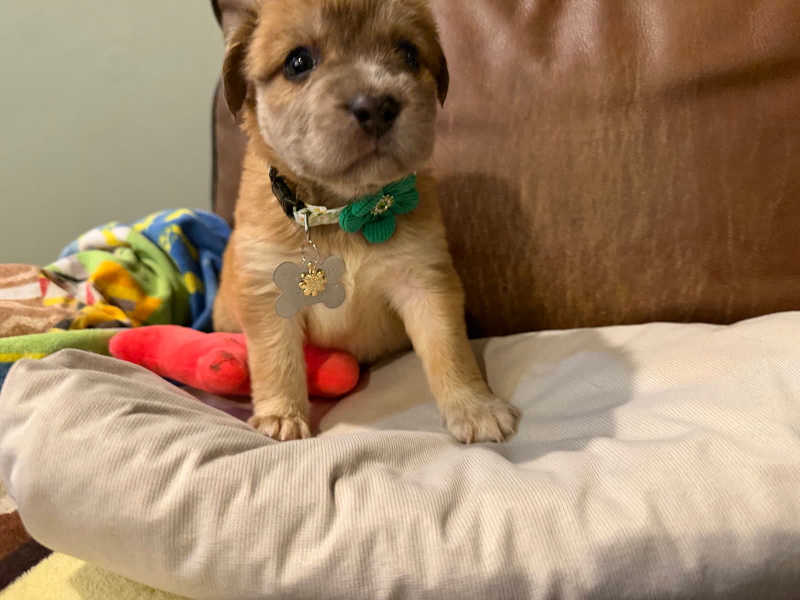 Bailey - Shepherd