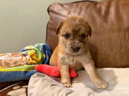 Bailey image 2