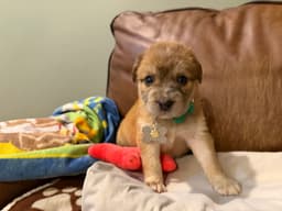 Bailey image 3