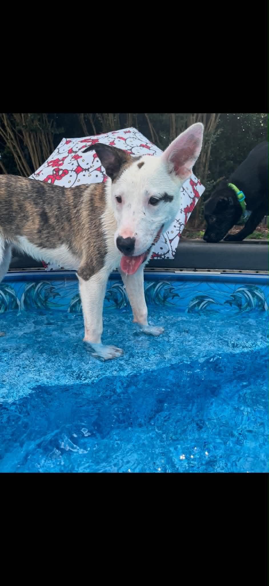 Bella B - Catahoula Leopard Dog