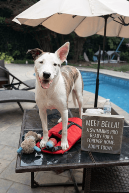 Bella B image 2