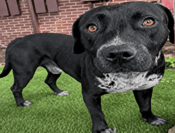 Rex image 1