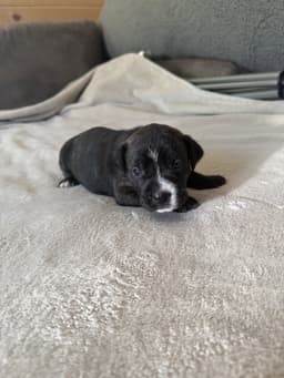 Timber - Brynns Litter image 1
