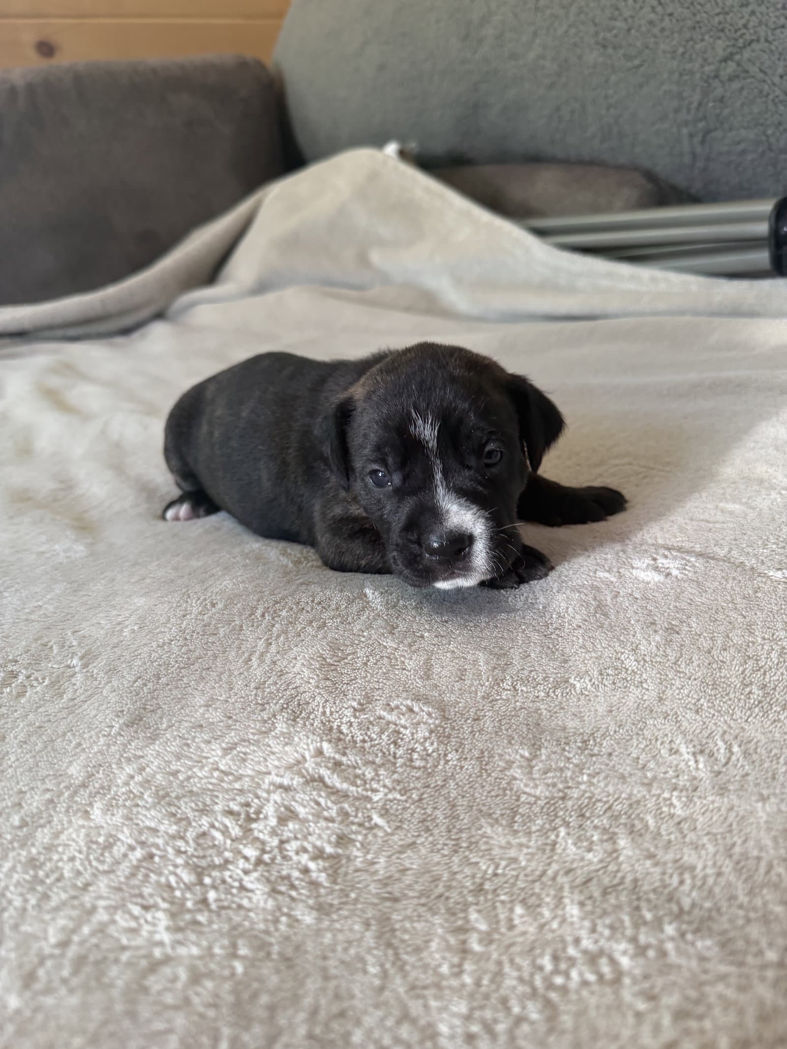 Timber - Brynns Litter - American Staffordshire Terrier