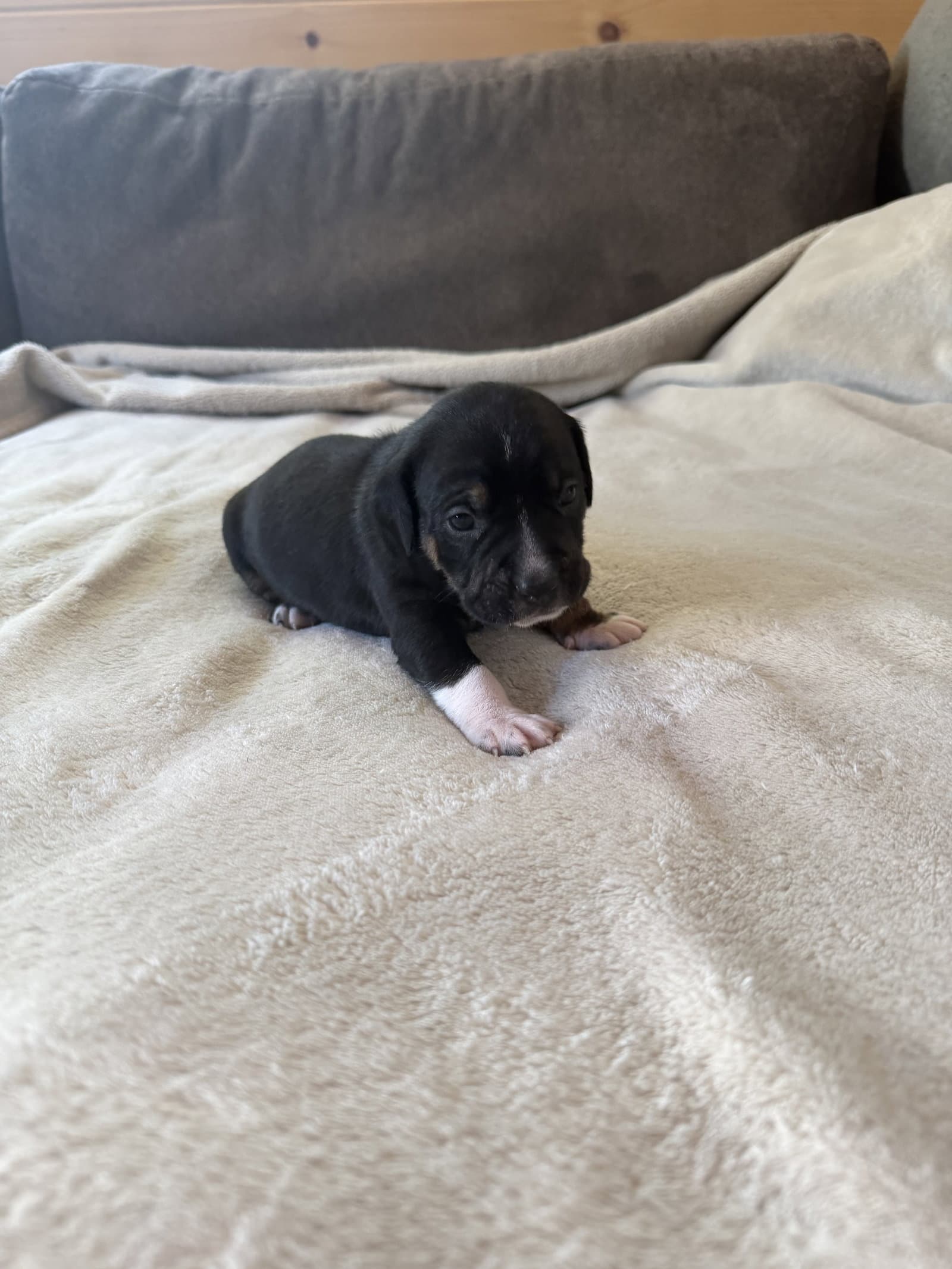 Dottie - Brynns Litter - American Staffordshire Terrier