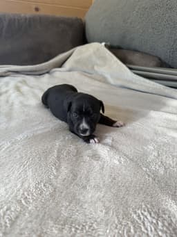 Willow- Brynns Litter image 1