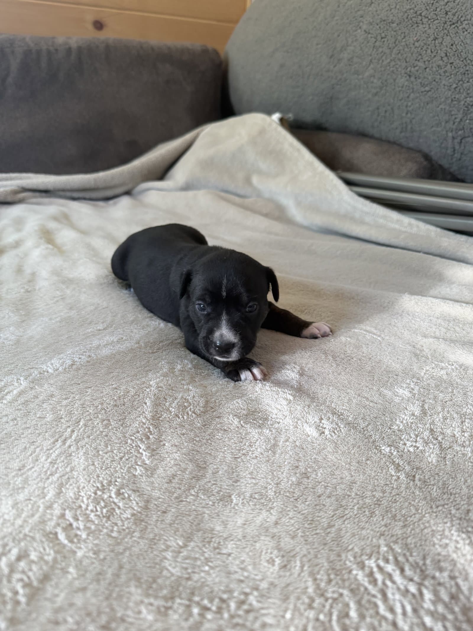 Willow- Brynns Litter - American Staffordshire Terrier