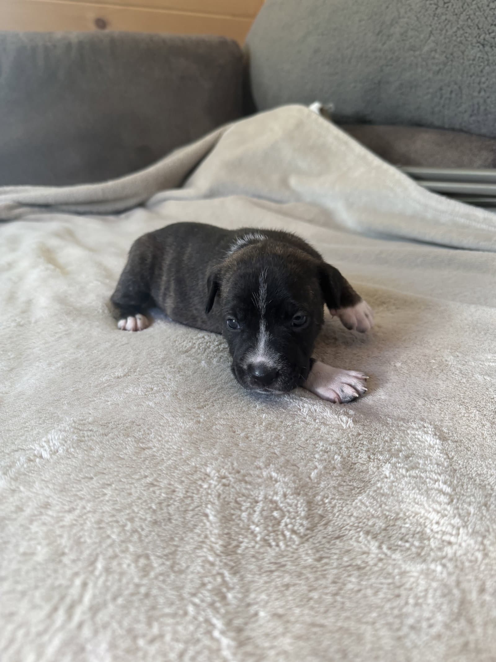 Daisy- Brynns Litter - American Staffordshire Terrier