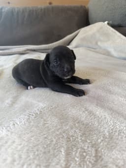 Summer - Brynns Litter image 1