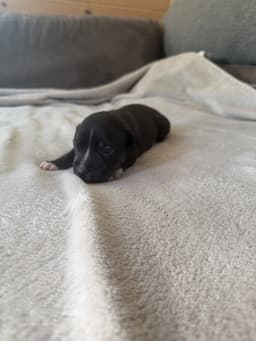 Caroline - Brynns Litter image 1