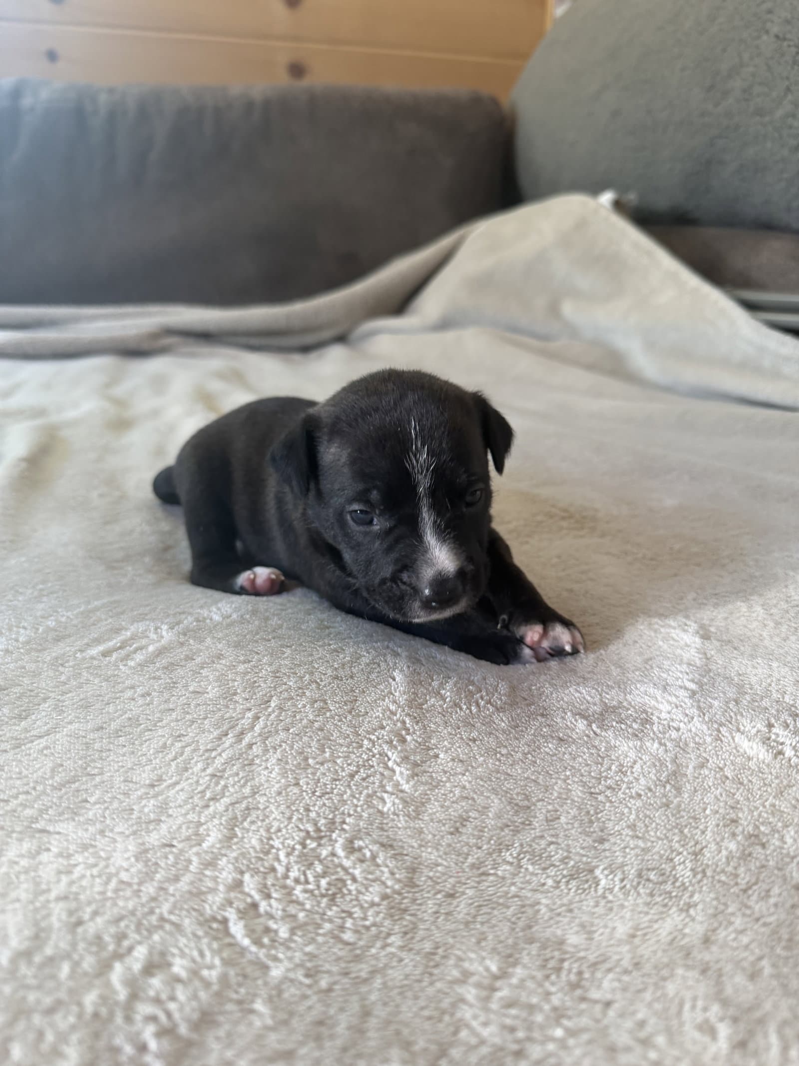 Sierra- Brynns Litter - American Staffordshire Terrier