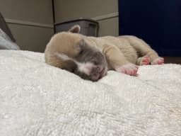 Adner- Nuggets Litter image 1