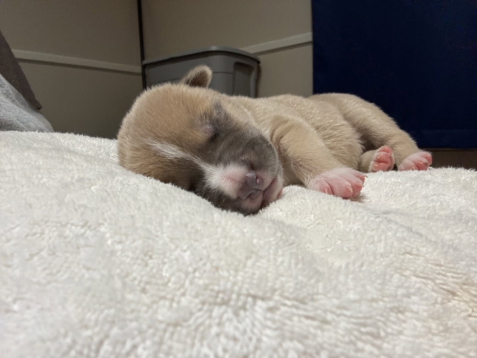 Adner- Nuggets Litter - American Staffordshire Terrier