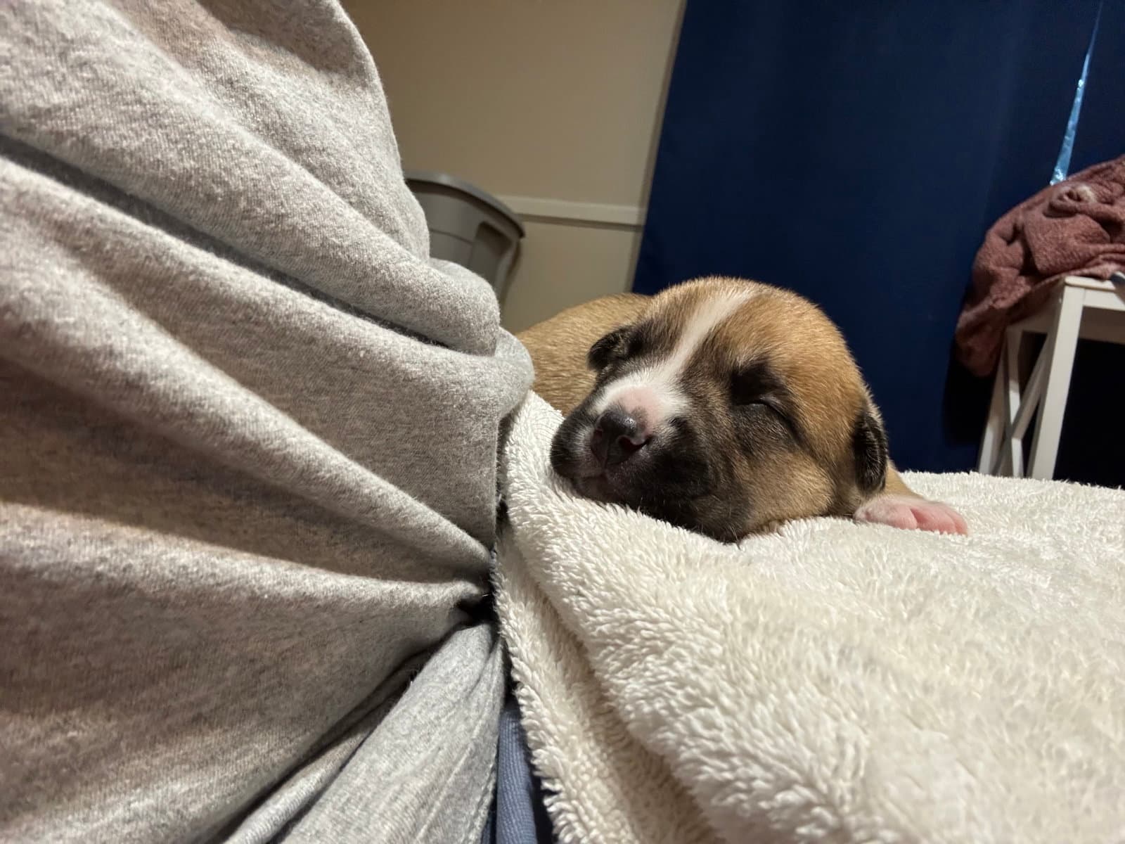 Beatrice - Nuggets Litter - American Staffordshire Terrier