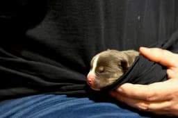 Carmichael- Nuggets Litter image 1