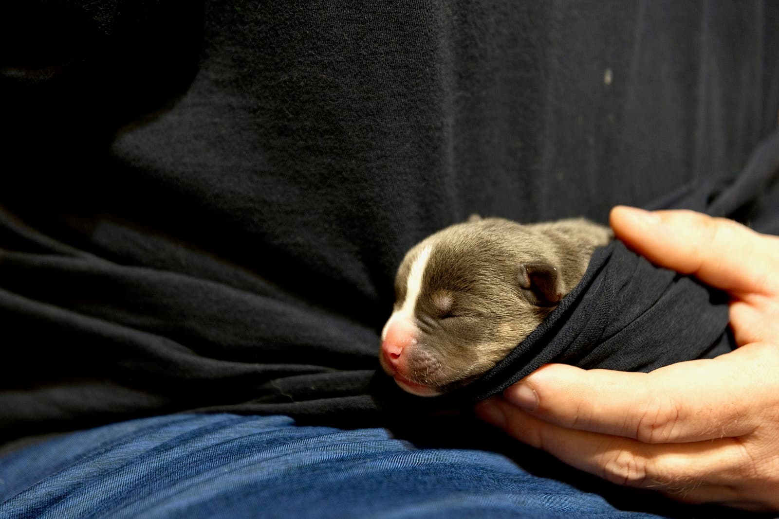 Carmichael- Nuggets Litter - American Staffordshire Terrier