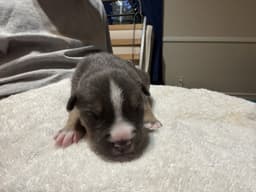 Carmichael- Nuggets Litter image 2