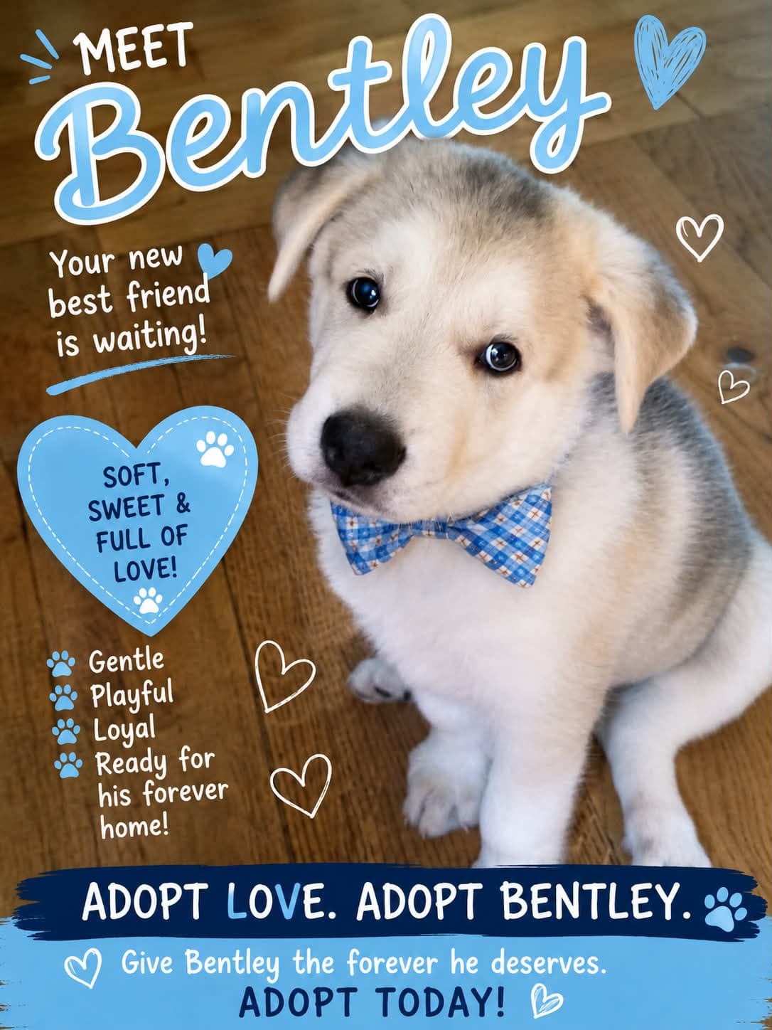 Bentley Soccer Litter - Husky