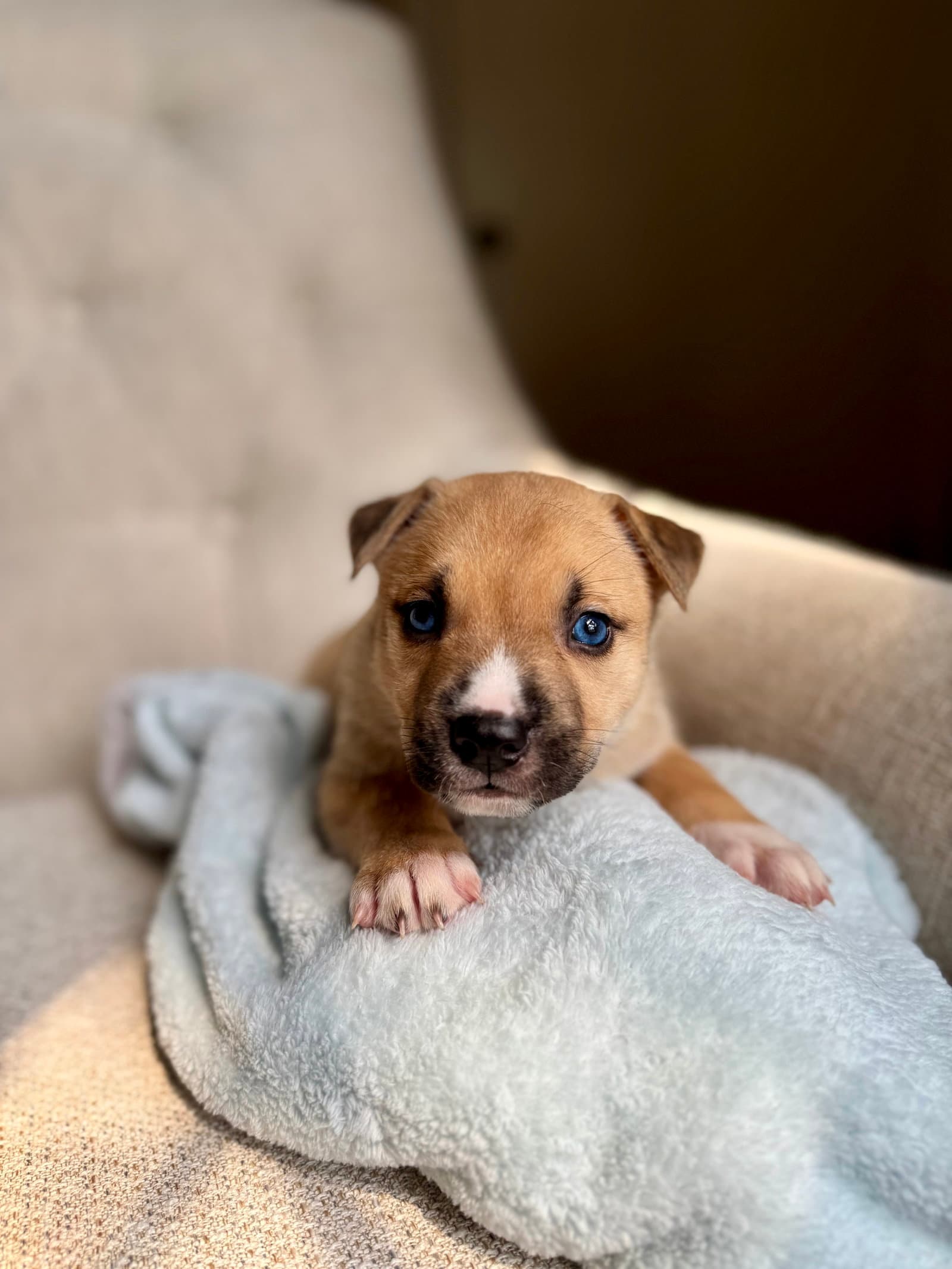 Desmond - Nuggets Litter - American Staffordshire Terrier