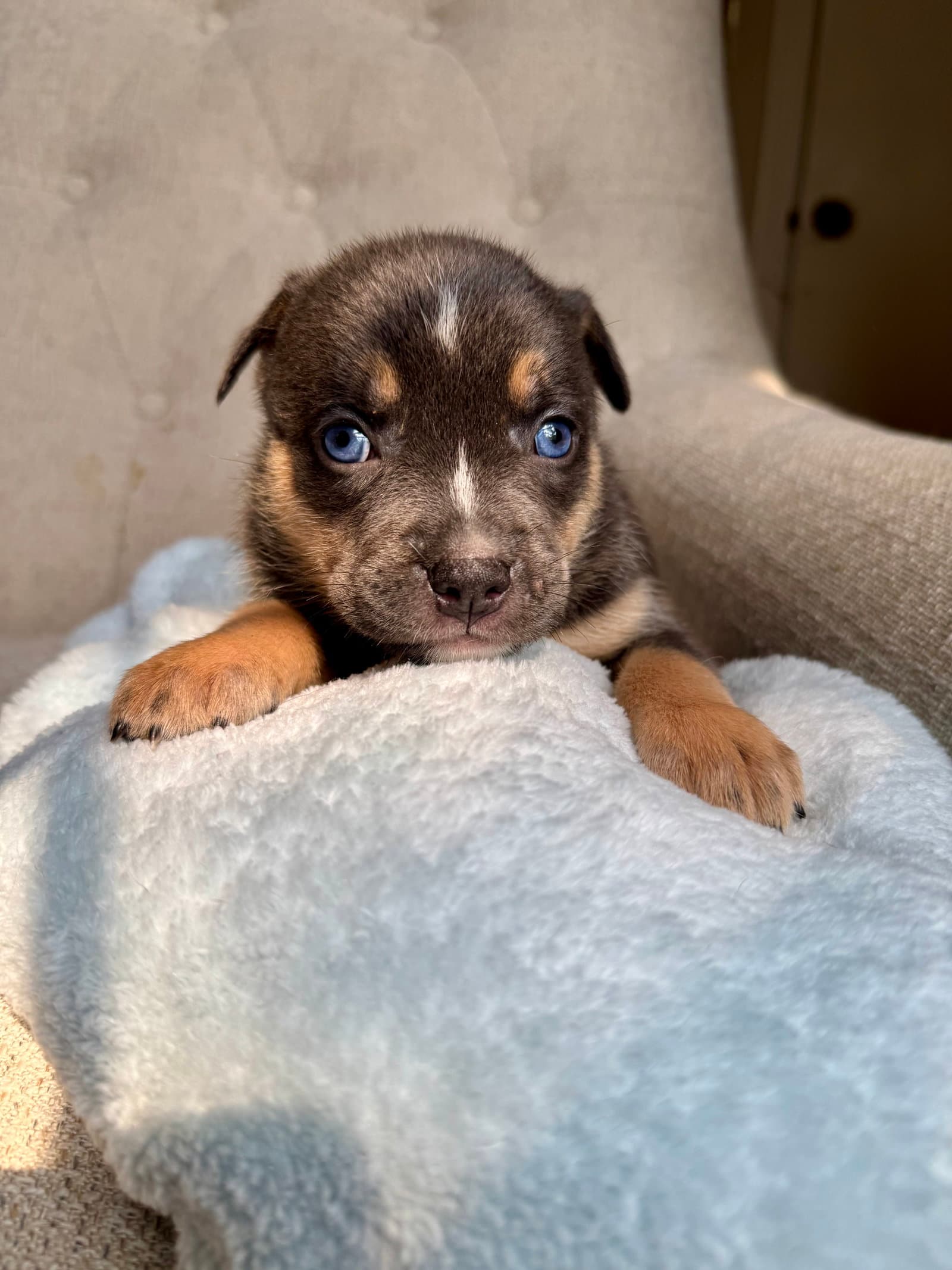 Eleanor - Nuggets Litter - American Staffordshire Terrier