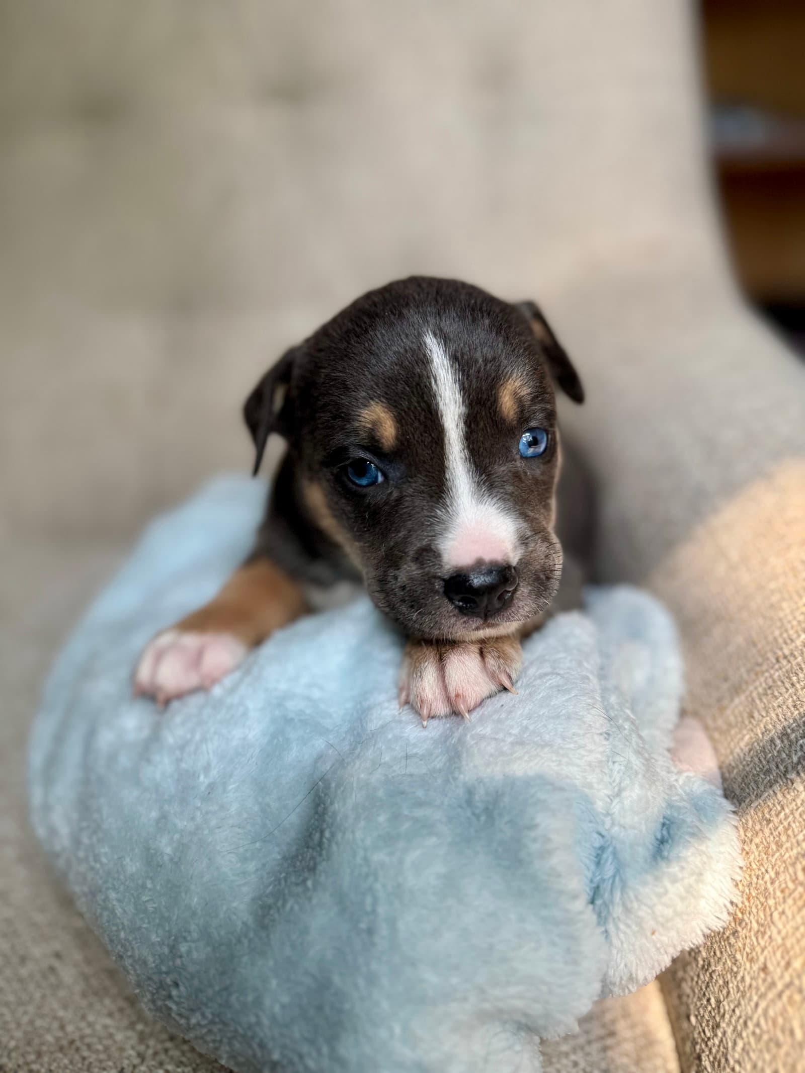 Fitzgerald- Nuggets Litter - American Staffordshire Terrier