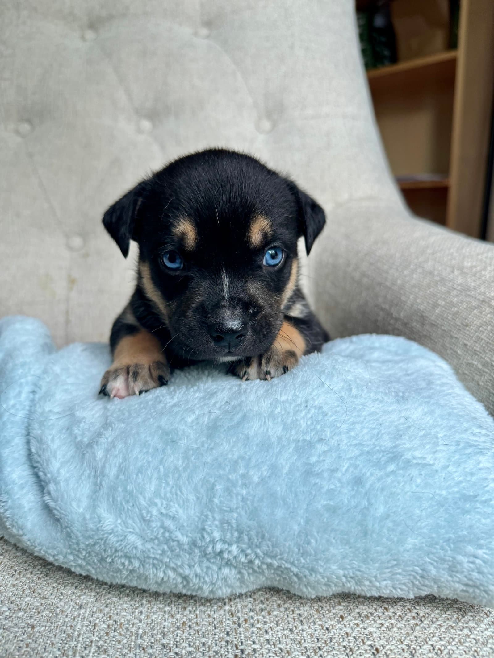 Georgie- Nuggets Litter - American Staffordshire Terrier