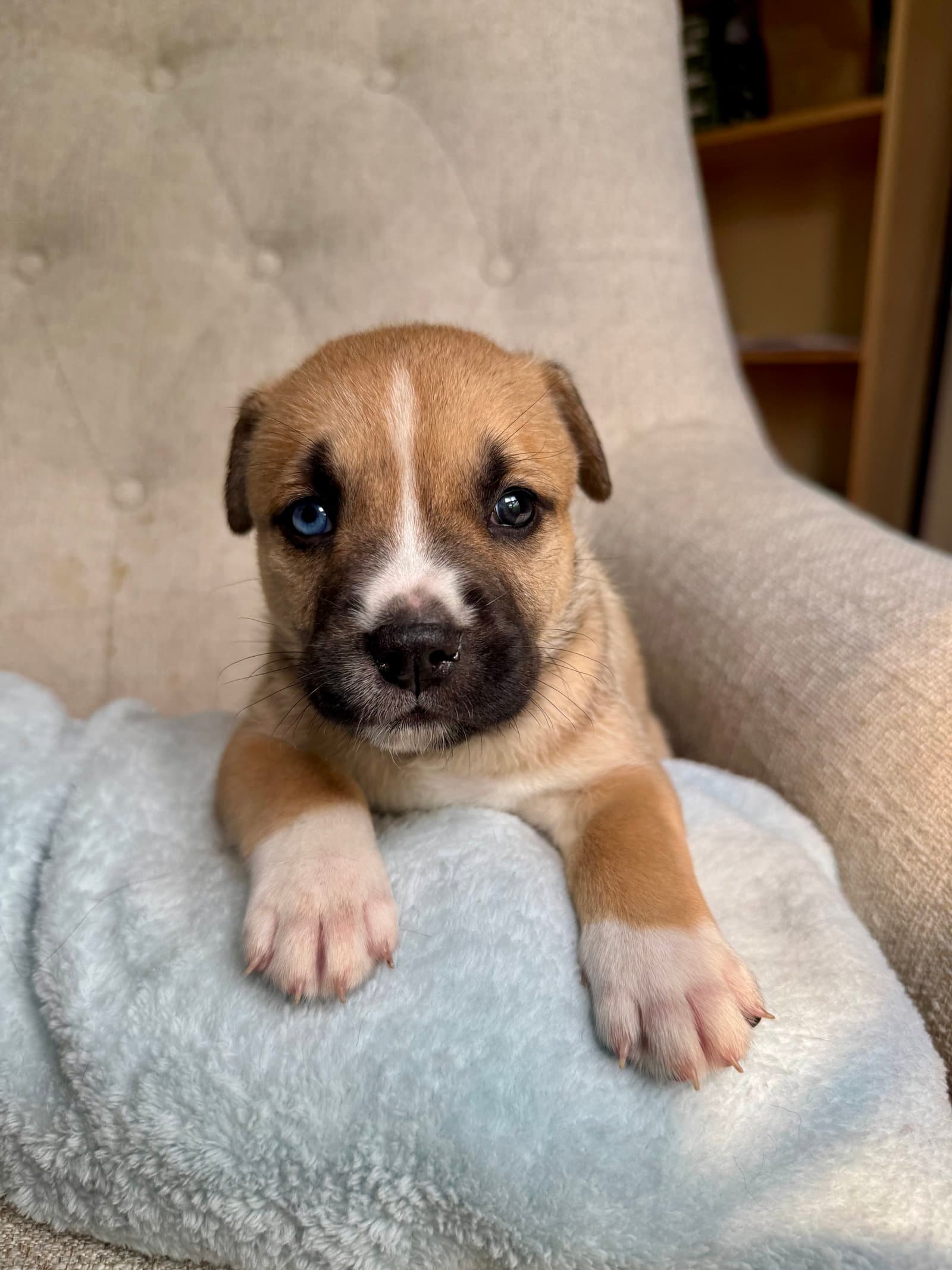Henrietta - Nuggets Litter - American Staffordshire Terrier