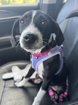 Bella image 1
