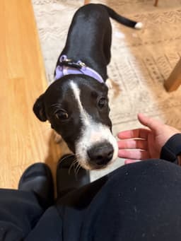 Bella image 2