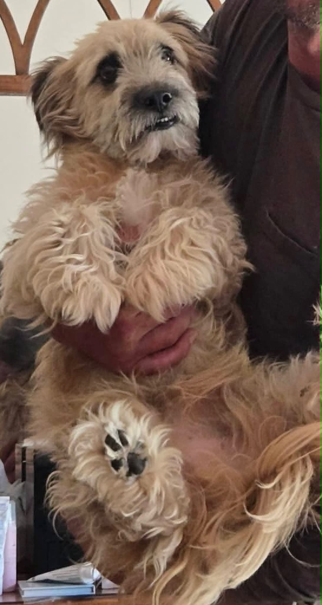Bj - Yorkshire Terrier Yorkie