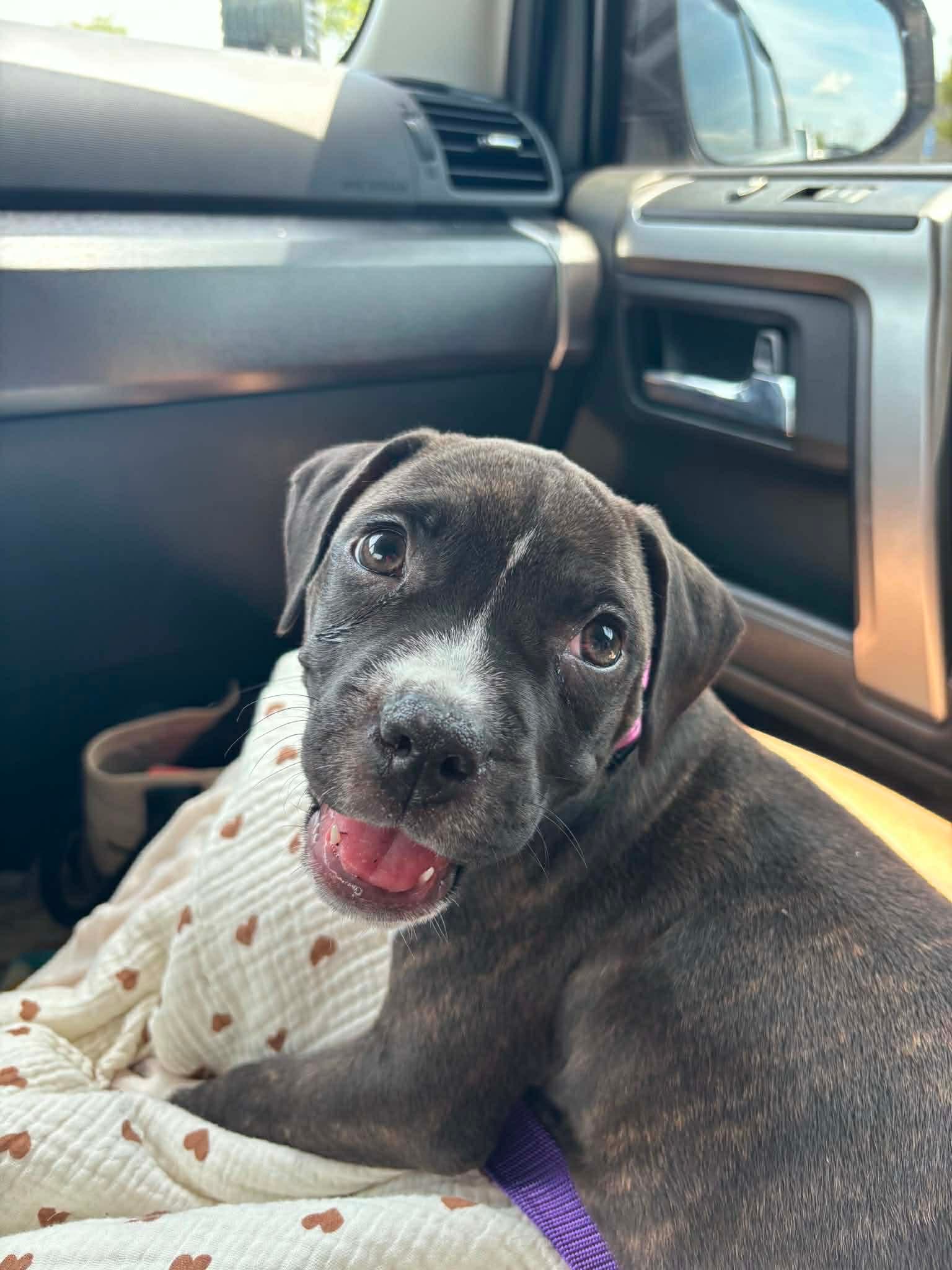 Potato - Staffordshire Bull Terrier