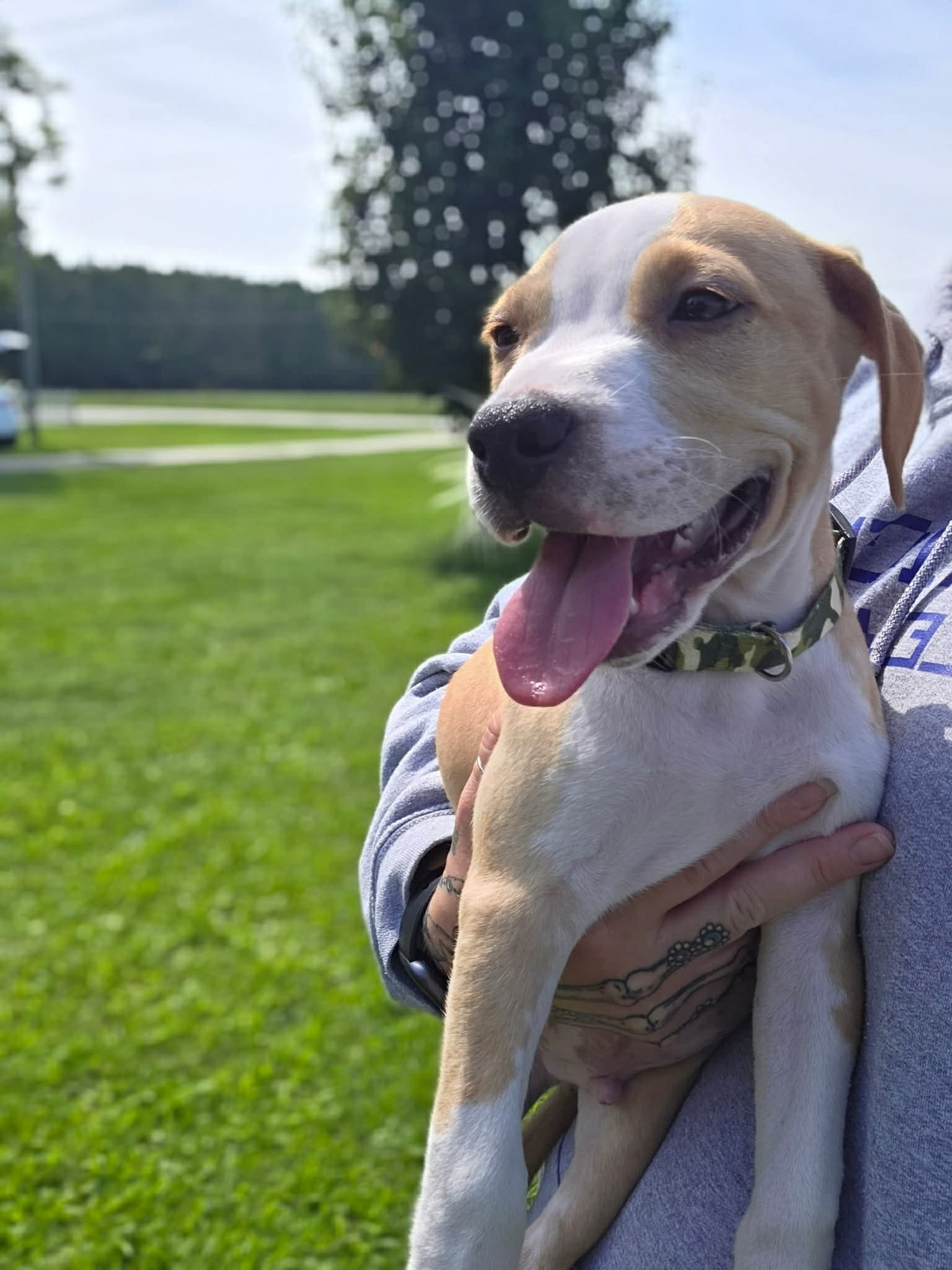 Tater Tot - Staffordshire Bull Terrier