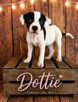 Dottie image 1