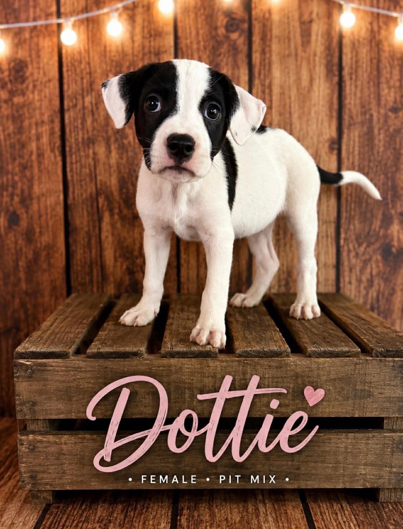 Dottie - American Staffordshire Terrier