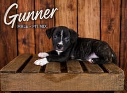 Gunner image 1