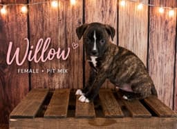 Willow image 1